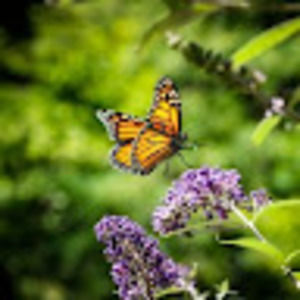 Meet your Posher, Julie